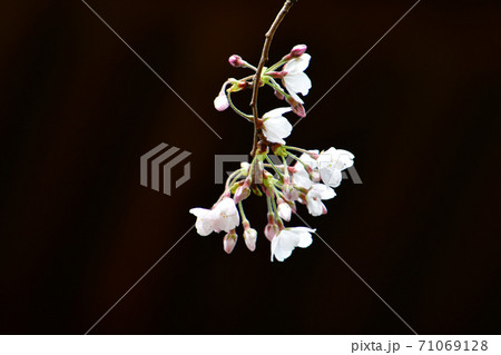 ソメイヨシノ桜の背景素材画像 71069128