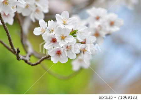 ソメイヨシノ桜の背景素材画像 71069133