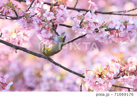 瀬戸内の島に咲く河津桜とメジロ 瀬戸内の島に咲く河津桜とメジロ 71069176