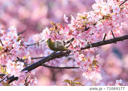 瀬戸内の島に咲く河津桜とメジロ 瀬戸内の島に咲く河津桜とメジロ 71069177