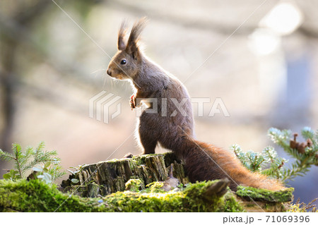 Red squirrel standing on green wood in autumn nature Red squirrel standing on green wood in autumn nature 71069396