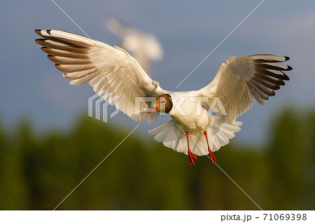 Black-headed gull flying in the air in summertime Black-headed gull flying in the air in summertime 71069398