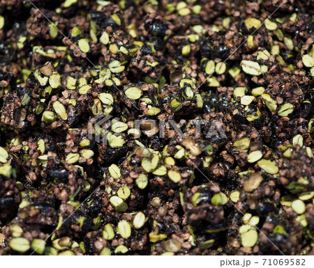 江汀 韓菓 クローズアップ 71069582