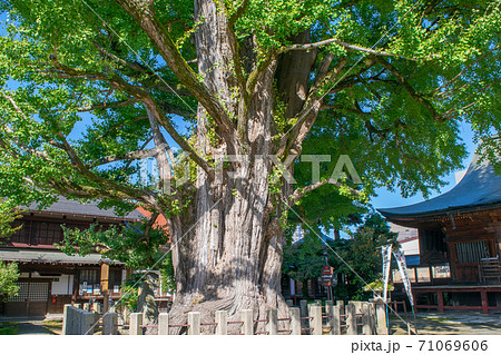 岐阜県 高山市 国分寺 大イチョウ 岐阜県 高山市 国分寺 大イチョウ 71069606