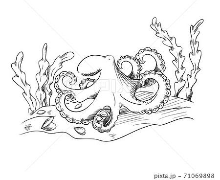 Sketch style octopus on the seabed. Seashells and algae with an underwater landscape. Hand drawn design. Vector Sketch style octopus on the seabed. Seashells and algae with an underwater landscape. Hand drawn design. Vector 71069898