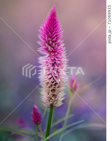 セロシア Celosia ノゲイトウ セロシア Celosia ノゲイトウ 71069935