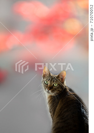 キジトラ と紅葉 窓辺 猫 Cat brown tabby 71070052
