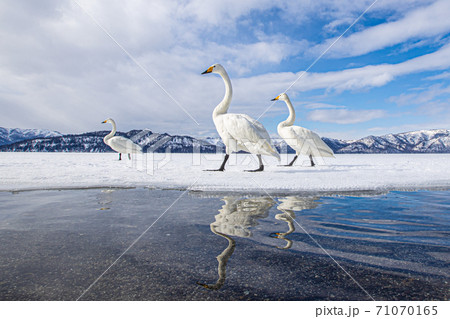 白鳥 屈斜路湖 砂場 北海道 71070165