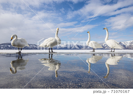 白鳥 屈斜路湖 砂場 北海道 白鳥 屈斜路湖 砂場 北海道 71070167