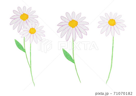 白い花のイラスト素材