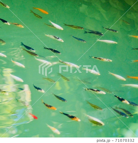 金魚 金魚 71070332