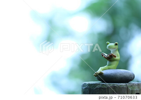 読書をする蛙 一匹の蛙 読書の秋 くつろぎ 背景白 読書をする蛙 一匹の蛙 読書の秋 くつろぎ 背景白 71070633
