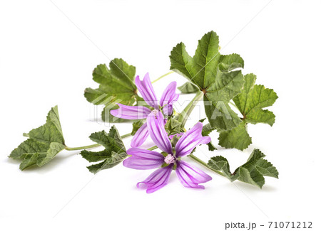 Malva sylvestris in studio Malva sylvestris in studio 71071212
