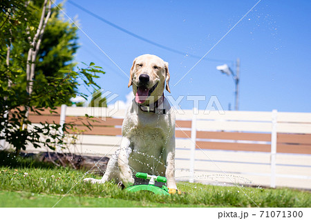 水遊びする犬の写真素材
