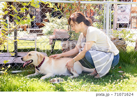 犬の世話をする女性 犬の世話をする女性 71071624
