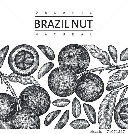 Hand drawn brazilian nut branch and kernels design template. Organic food vector illustration on white background. Retro nut illustration. Engraved style botanical banner. 71071847