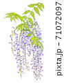 藤の花 71072097