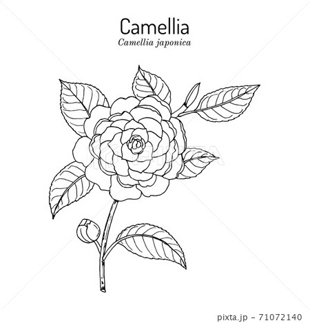 Japanese camellia, or tsubaki Camellia japonica...のイラスト素材