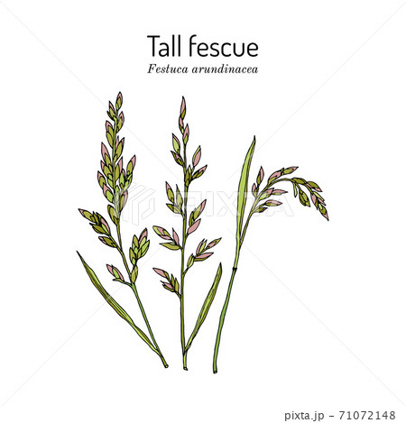 Tall fescue Festuca arundinacea , ornamental and forage plant 71072148