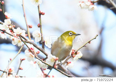 メジロと梅の花（白加賀） 71072224
