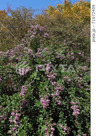 中山寺・萩 中山寺・萩 71072409