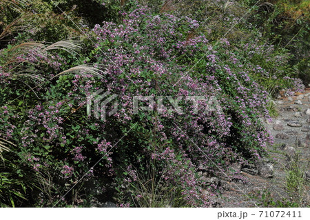 中山寺・萩 71072411