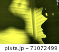 Light and shadow on banana leaves 71072499