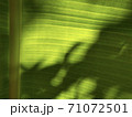 Light and shadow on banana leaves 71072501