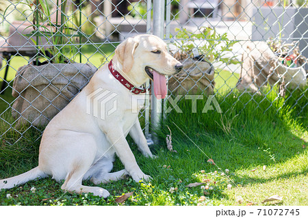 木陰で休憩する犬 木陰で休憩する犬 71072745