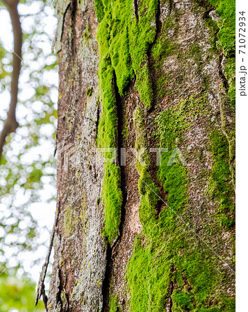 欅の大木の樹皮に生えた苔の写真素材