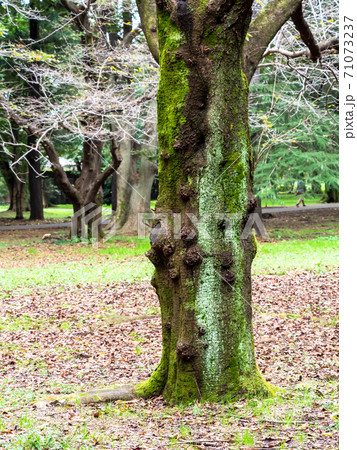 桜の大木の樹皮に生えた苔の写真素材