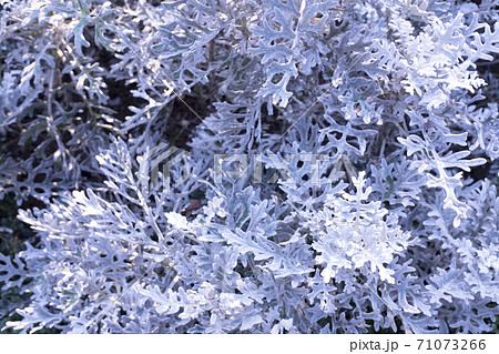 上から見たシロタエギクの白い葉の写真素材