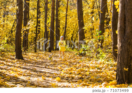 Child girl with dog outdoors. Kid with pet at autumn. Jack russell terrier puppy. Child girl with dog outdoors. Kid with pet at autumn. Jack russell terrier puppy. 71073499