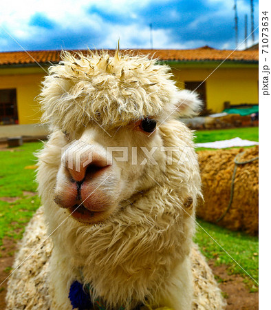 白い毛のアルパカクローズアップ写真の写真素材