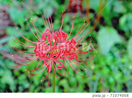 彼岸花 71074008