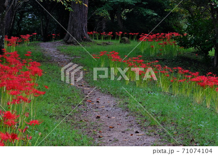 彼岸花 彼岸花 71074104