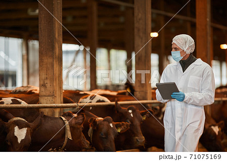Veterinarian Working at Farm 71075169