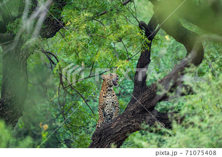 An angry wild leopard or panther on tree trunk in natural monsoon green background at jhalana forest or leopard reserve jaipur rajasthan india - panthera pardus fusca An angry wild leopard or panther on tree trunk in natural monsoon green background at jhalana forest or leopard reserve jaipur rajasthan india - panthera pardus fusca 71075408