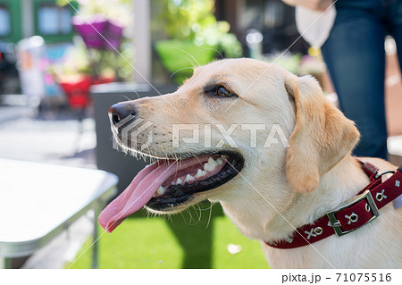 ラブラドールレトリバー 71075516