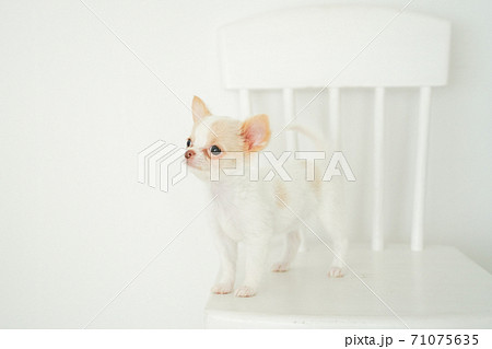 椅子に乗るチワワのパピー 椅子に乗るチワワのパピー 71075635