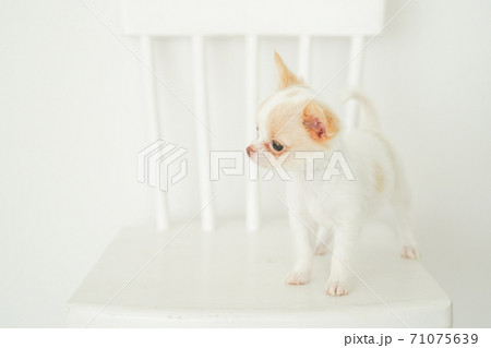 椅子に乗るチワワのパピー 椅子に乗るチワワのパピー 71075639
