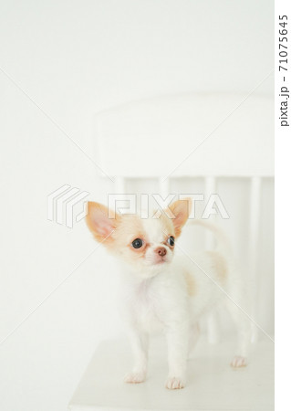 椅子に乗るチワワのパピー 71075645