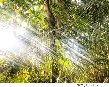 夏の日差しが差す南国の植物がある風景の写真素材 [71075889] - PIXTA