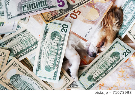 chihuahua is sleeping with dollars 71075998