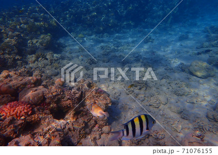 coral reef in egypt as ocean background coral reef in egypt as ocean background 71076155