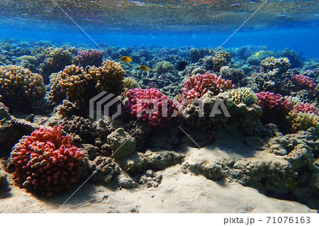 coral reef in egypt as ocean background coral reef in egypt as ocean background 71076163