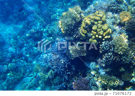 coral reef in egypt as ocean background coral reef in egypt as ocean background 71076172