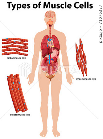 Information poster of muscle cells 71076327