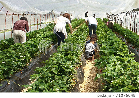いちご狩り 貴志川町 和歌山県 いちご狩り 貴志川町 和歌山県 71076649