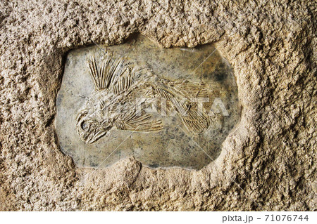 latimeria fish fossil latimeria fish fossil 71076744